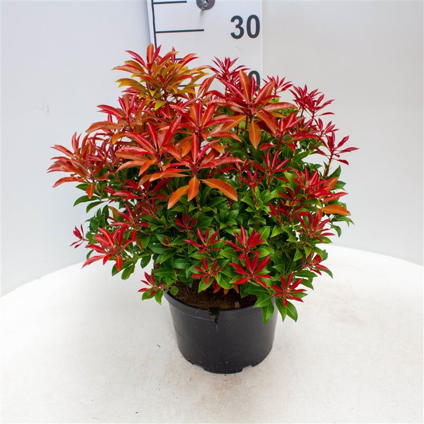 Pieris jap. 'Mountain Fire' - C5 30-40 CM